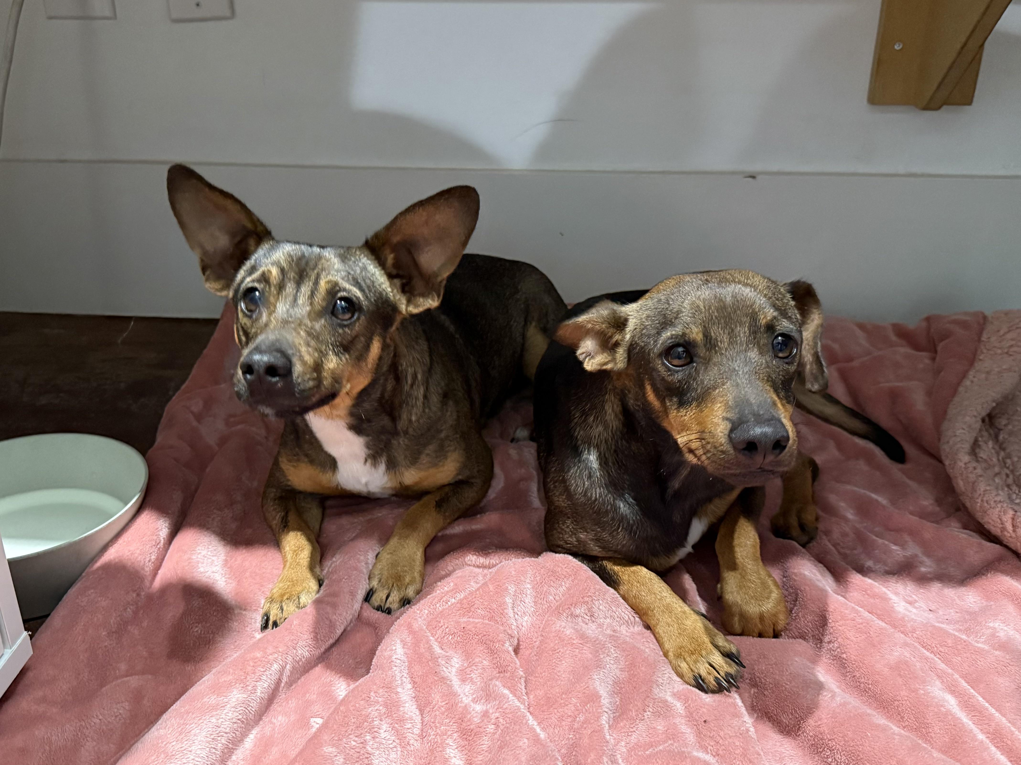 Enlarge Dean, an adopted mixed breed in San Antonio, TX image 3/5