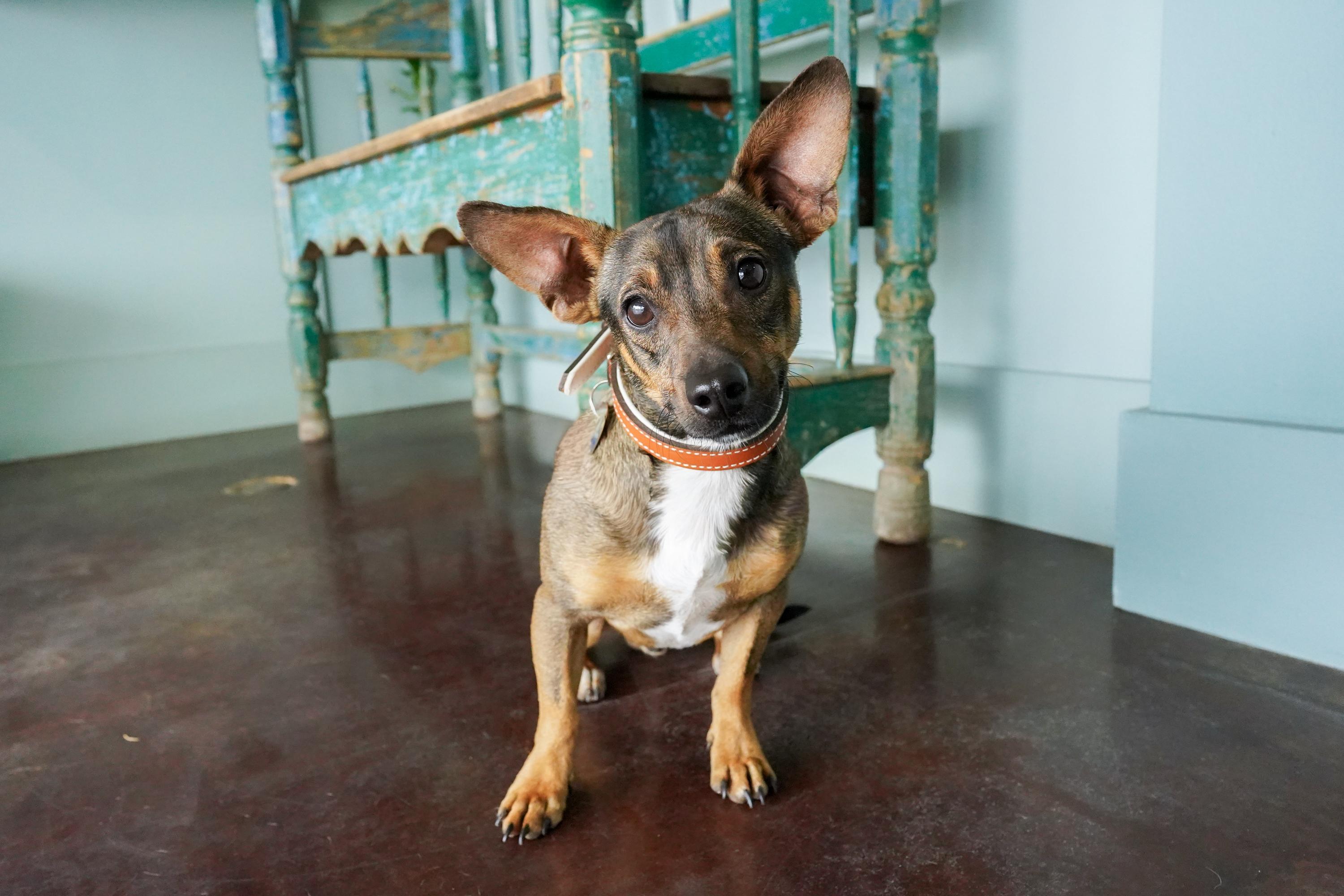 Enlarge Dean, an adopted mixed breed in San Antonio, TX image 5/5