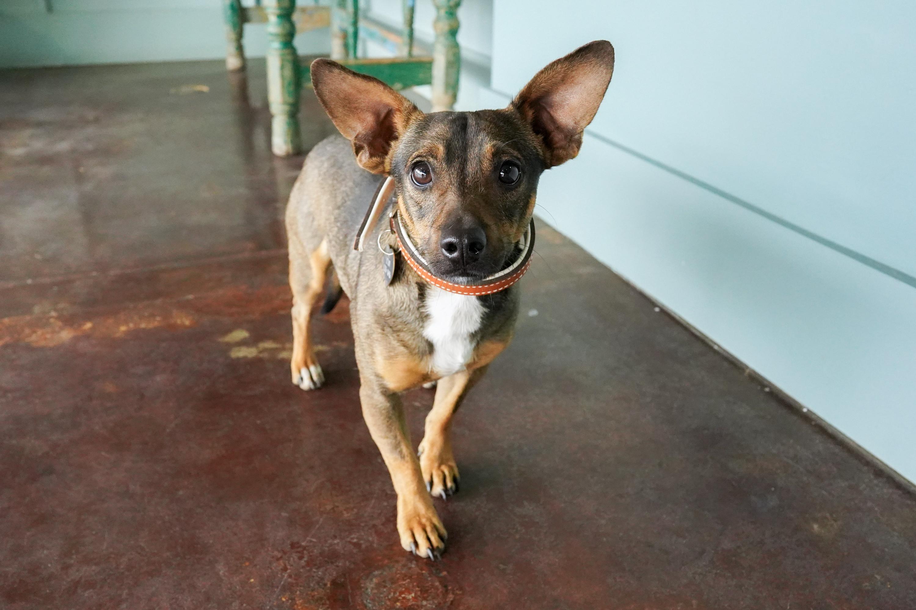 Enlarge Dean, an adopted mixed breed in San Antonio, TX image 4/5