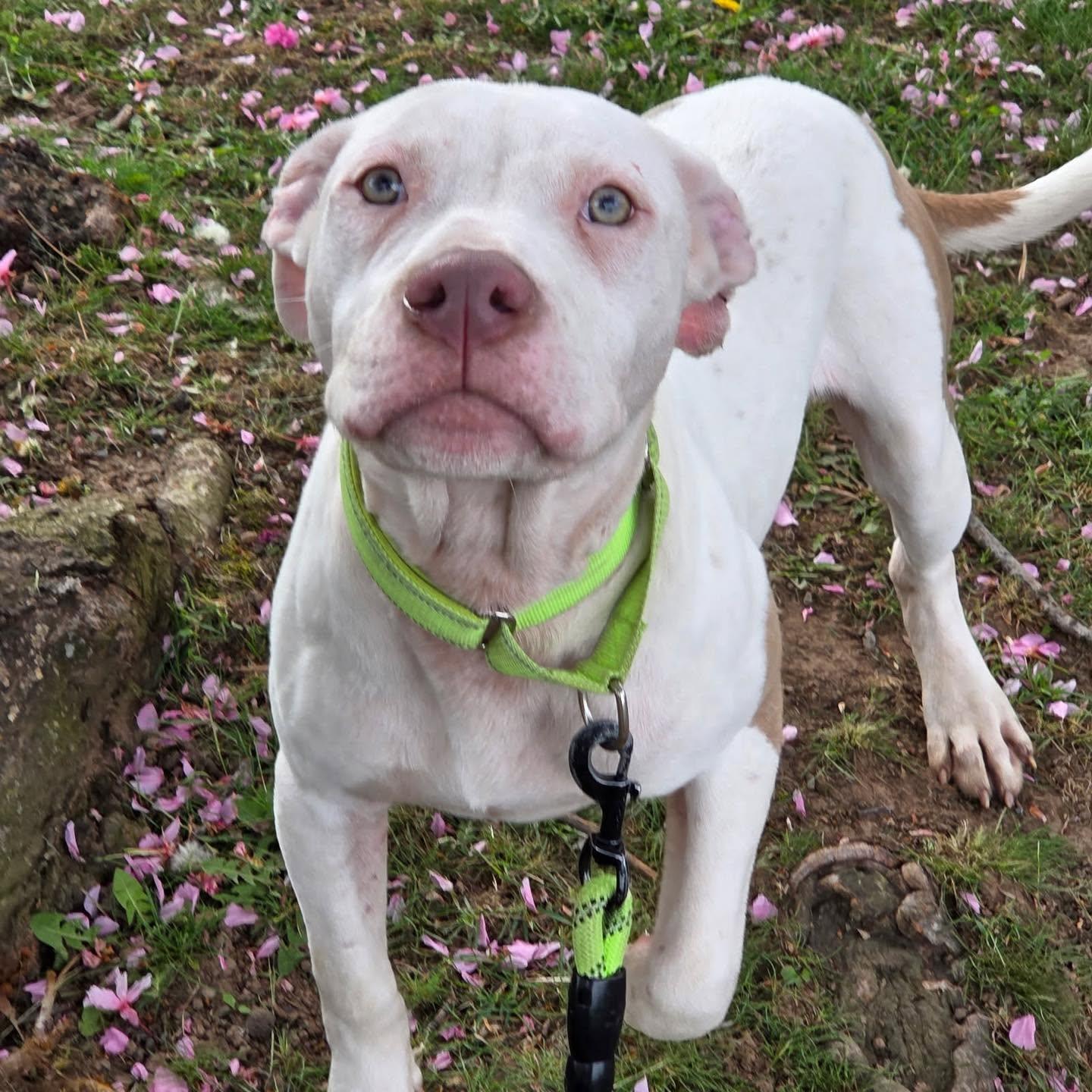 Enlarge Bruno, an adopted Pit Bull Terrier in Bloomfield, NJ image 1/6