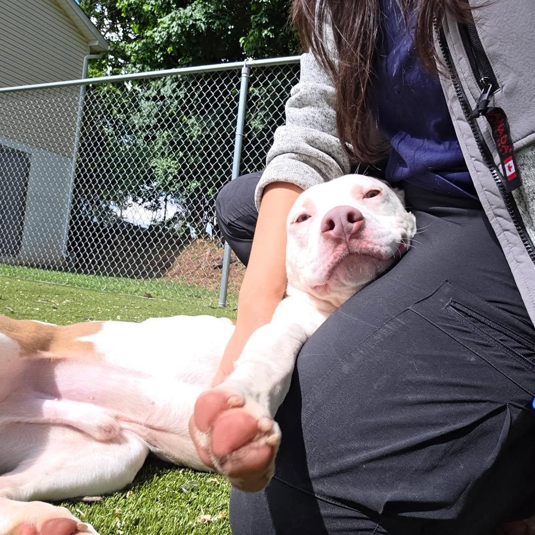 Enlarge Bruno, an adopted Pit Bull Terrier in Bloomfield, NJ image 5/6
