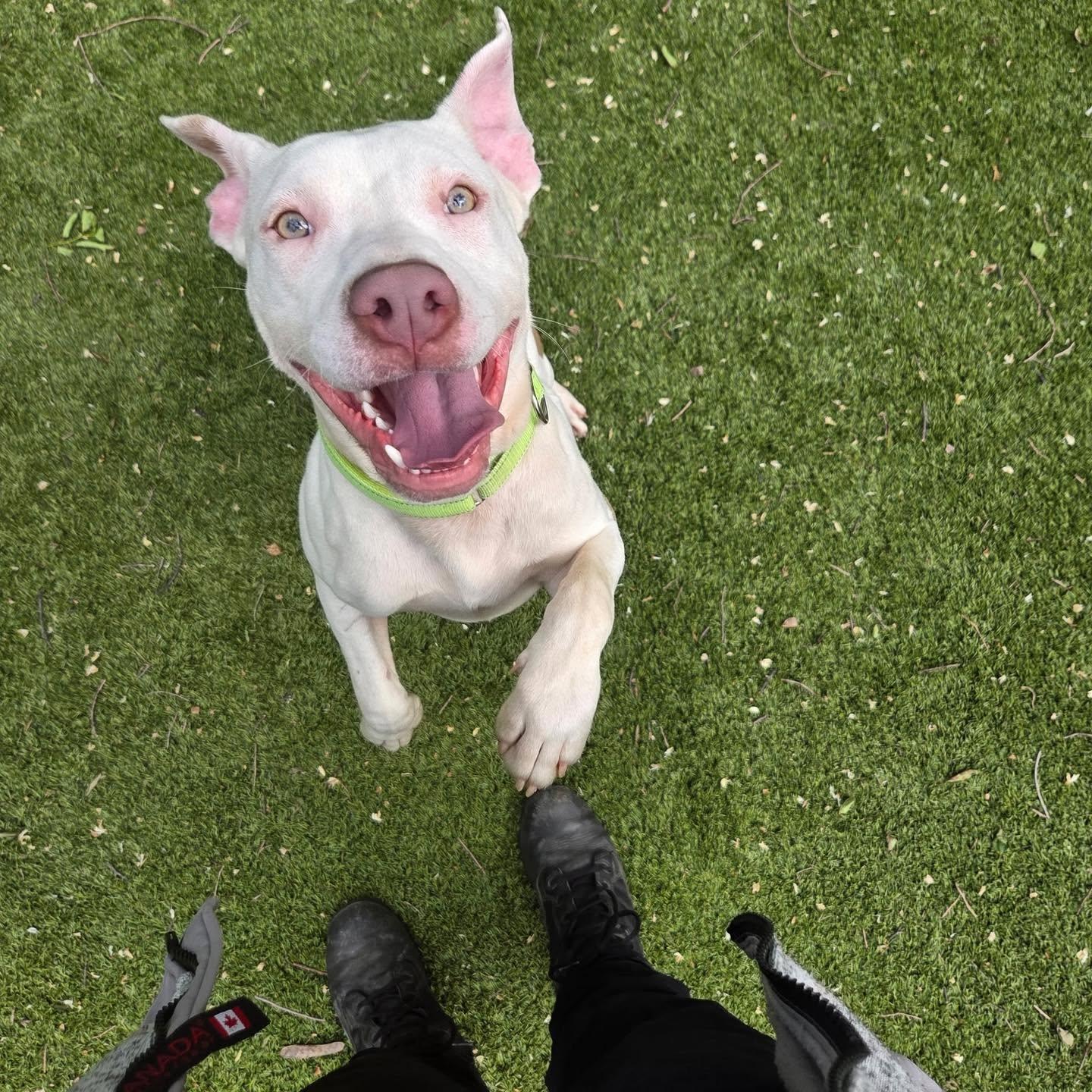 Enlarge Bruno, an adopted Pit Bull Terrier in Bloomfield, NJ image 3/6