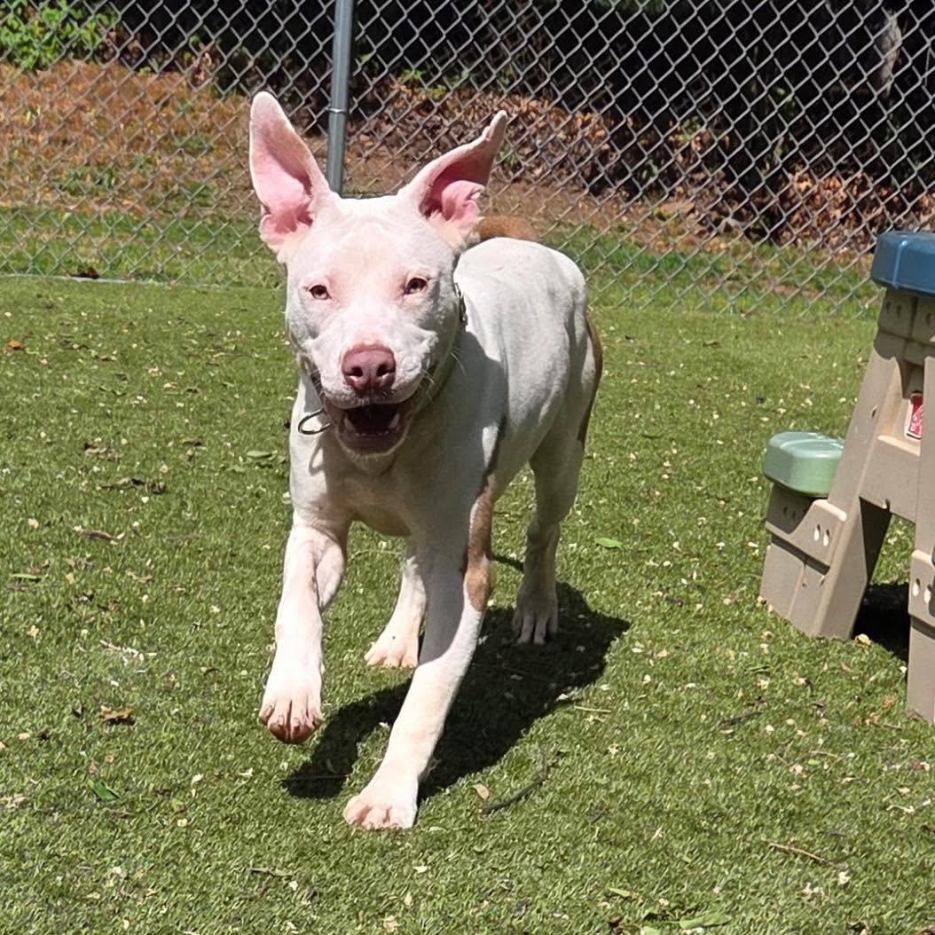 Enlarge Bruno, an adopted Pit Bull Terrier in Bloomfield, NJ image 2/6