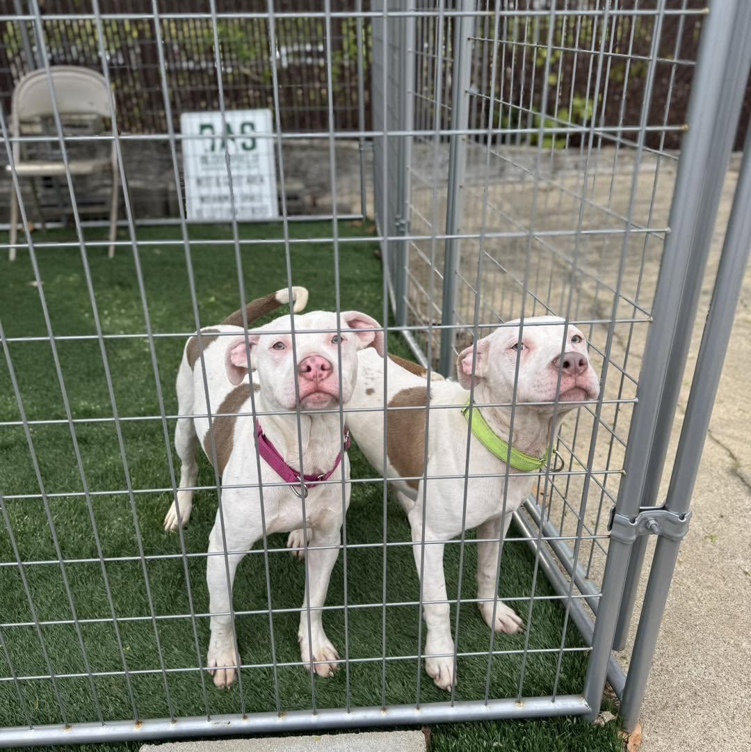 Enlarge Bruno, an adopted Pit Bull Terrier in Bloomfield, NJ image 4/6