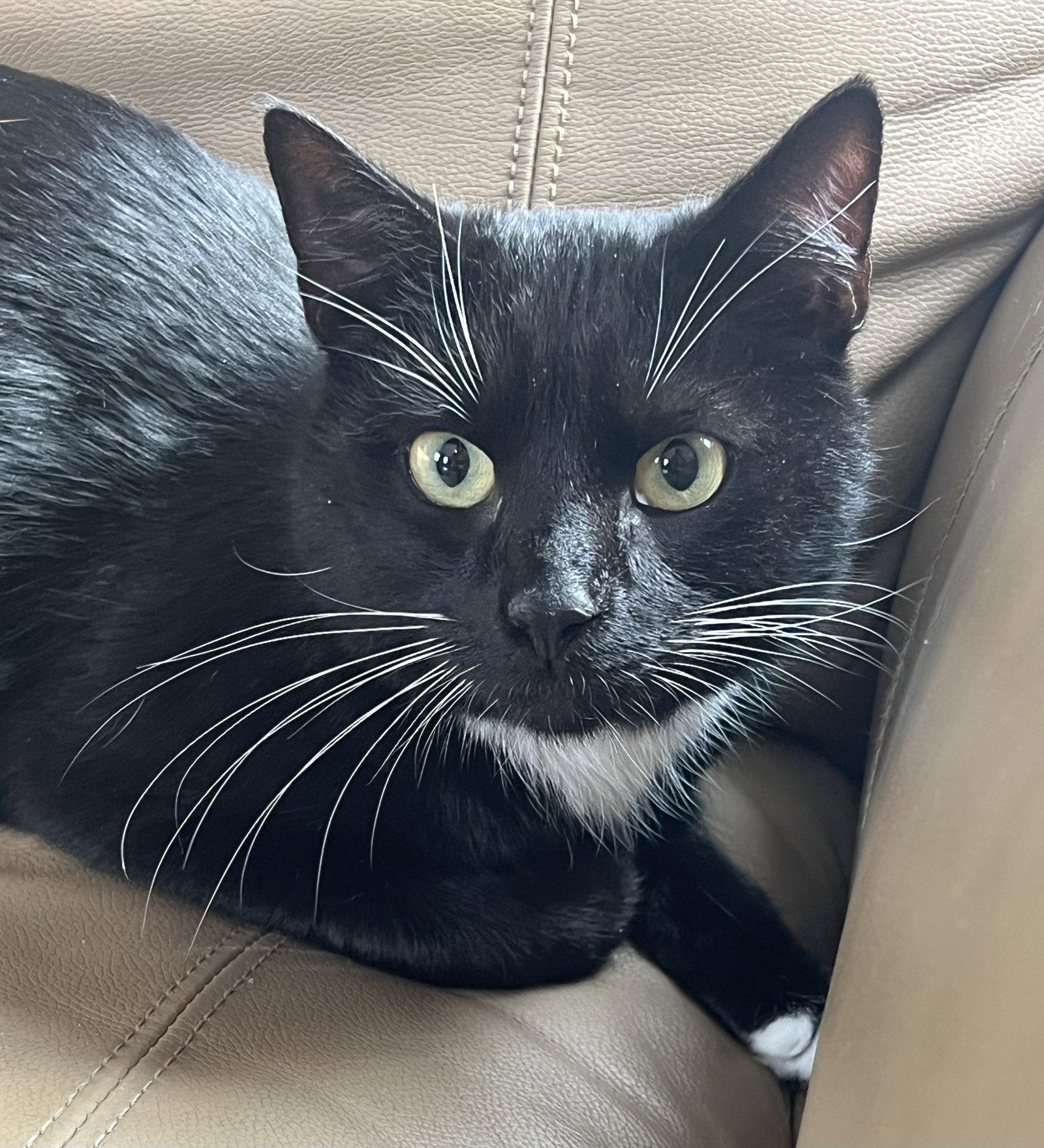 Enlarge Brody, a Adopted Domestic Short Hair in Elkins, WV image 1/3