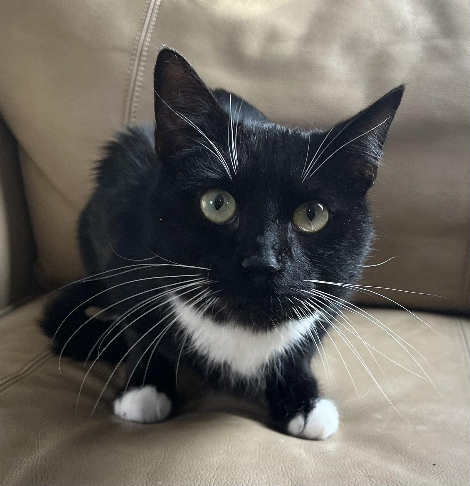 Enlarge Brody, a Adopted Domestic Short Hair in Elkins, WV image 2/3