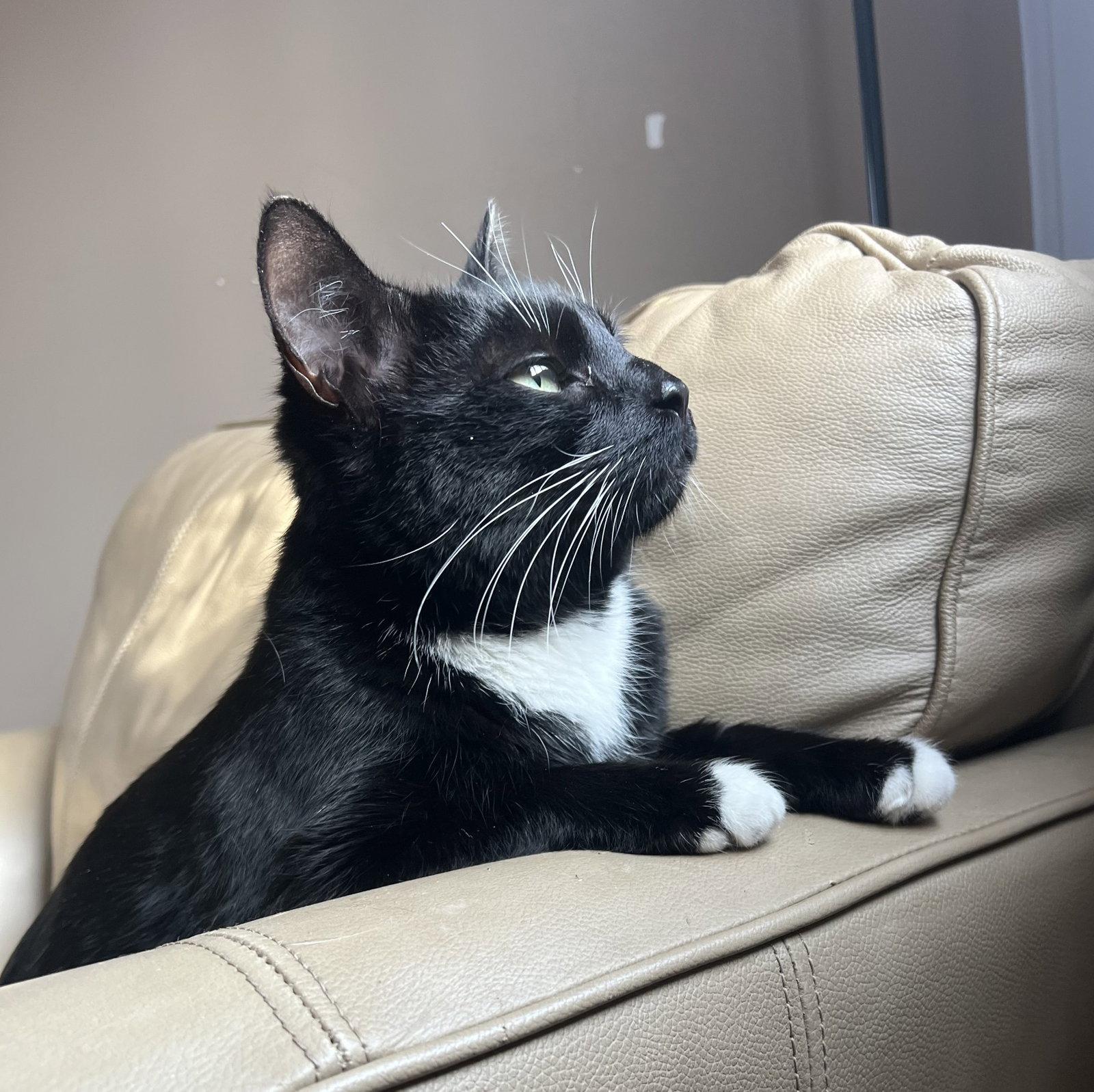 Enlarge Brody, a Adopted Domestic Short Hair in Elkins, WV image 3/3