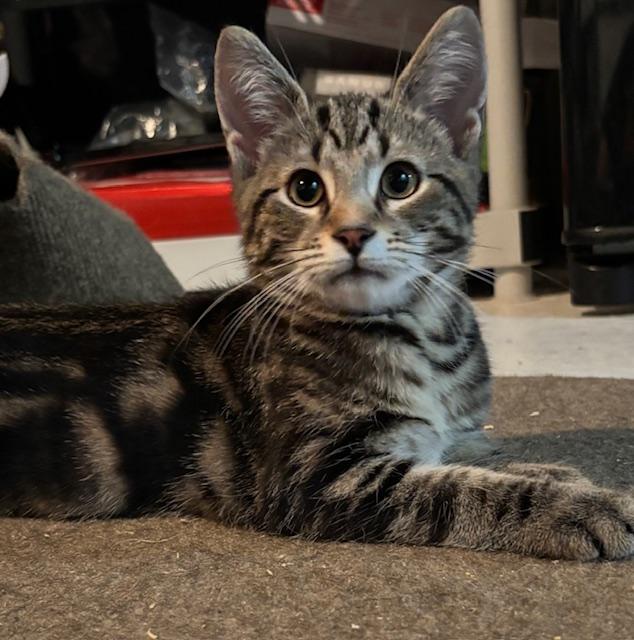 Gonzo, Adoptable, Kitten Male Domestic Short Hair.