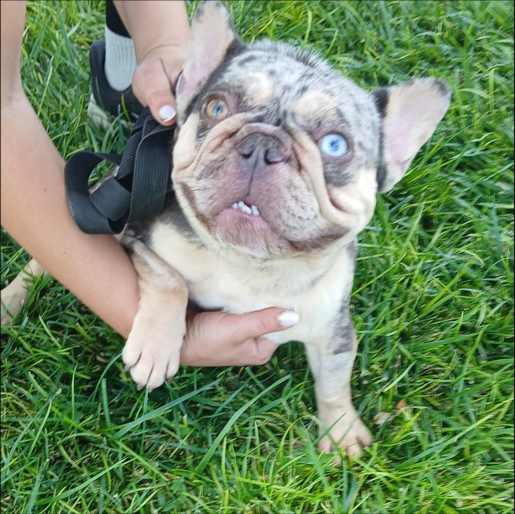 Cookie, Adoptable, Young Female French Bulldog.