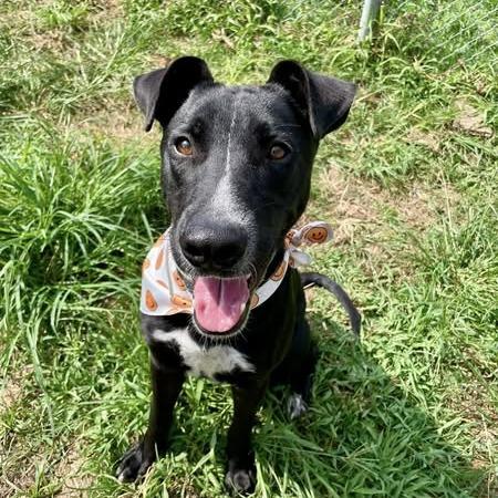Galvin, a Adoptable Labrador Retriever in Pittsburgh, PA image 1/6