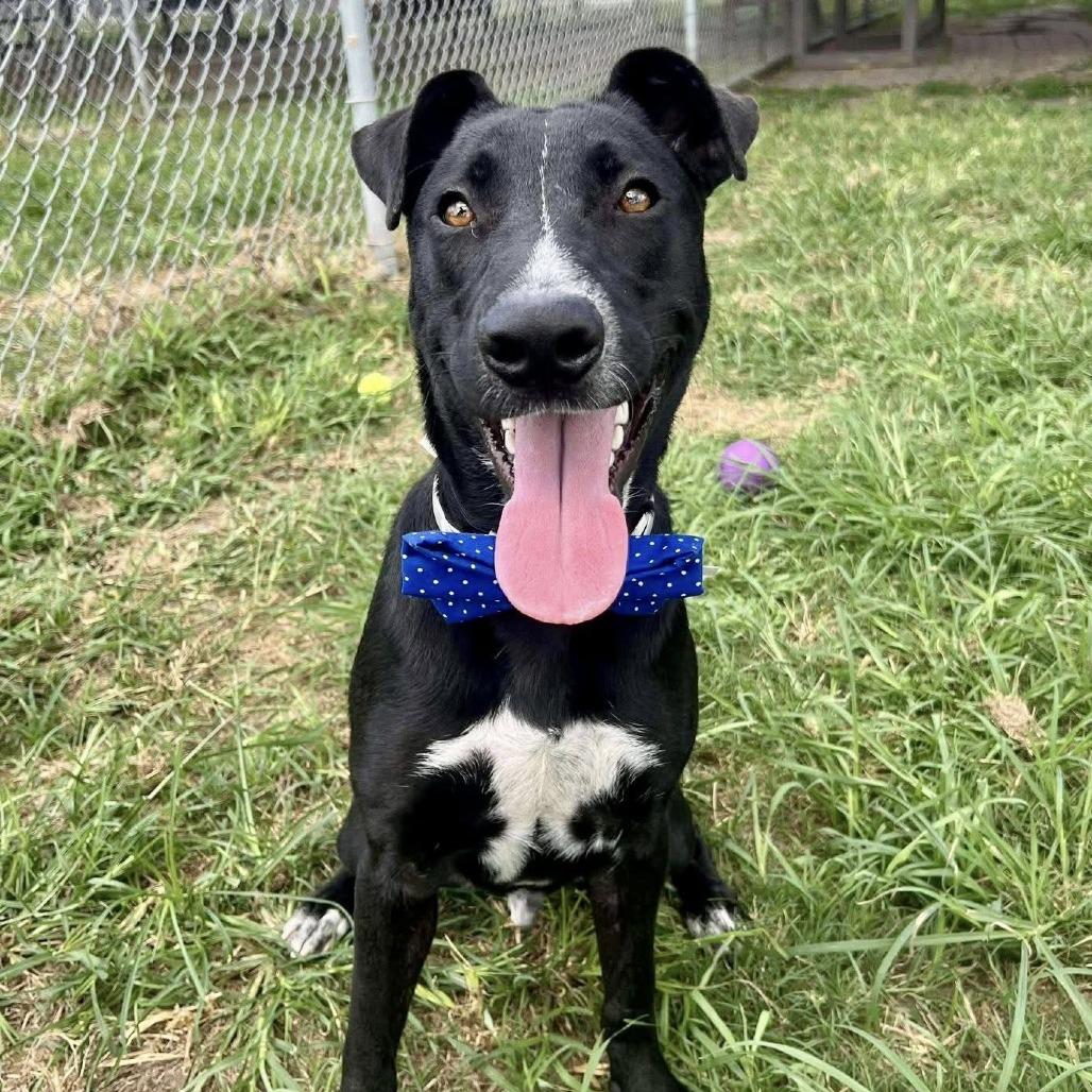 Galvin, a Adoptable Labrador Retriever in Pittsburgh, PA image 2/6