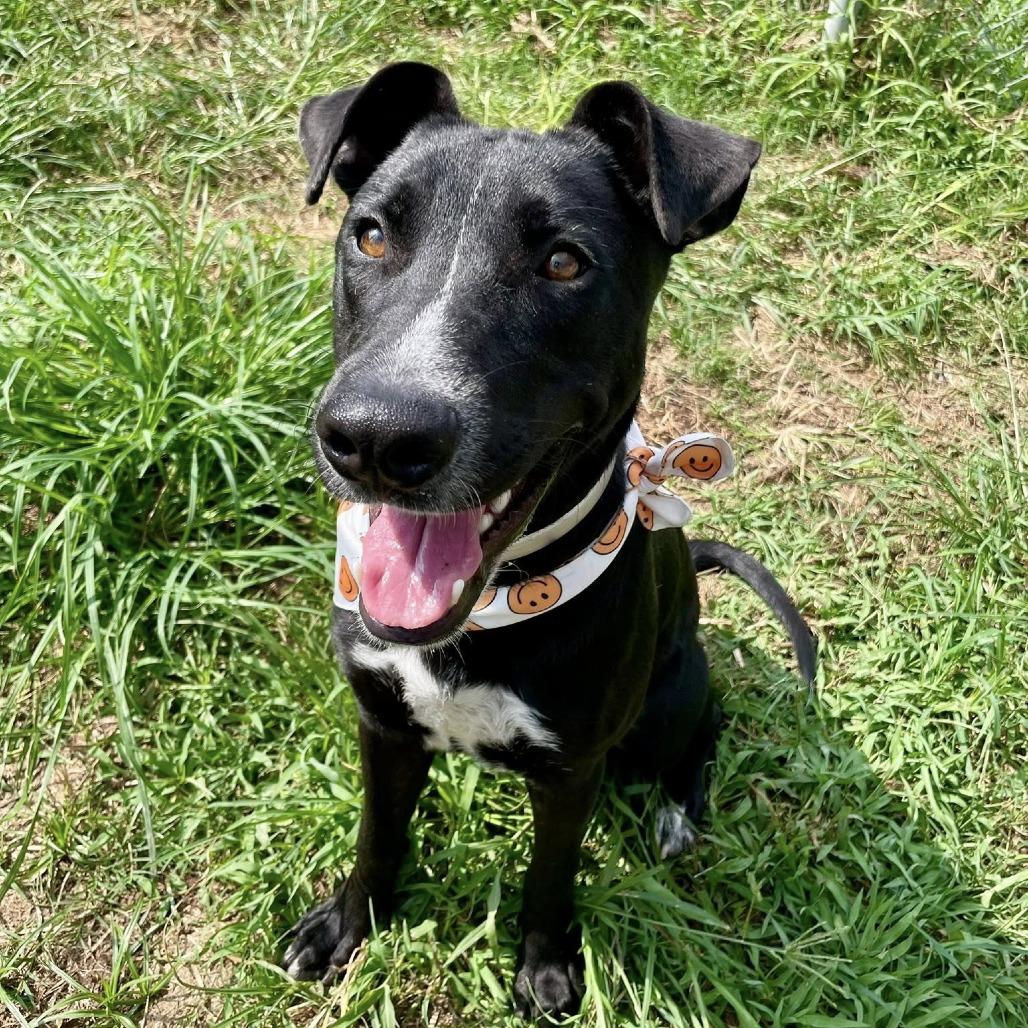 Galvin, a Adoptable Labrador Retriever in Pittsburgh, PA image 4/6
