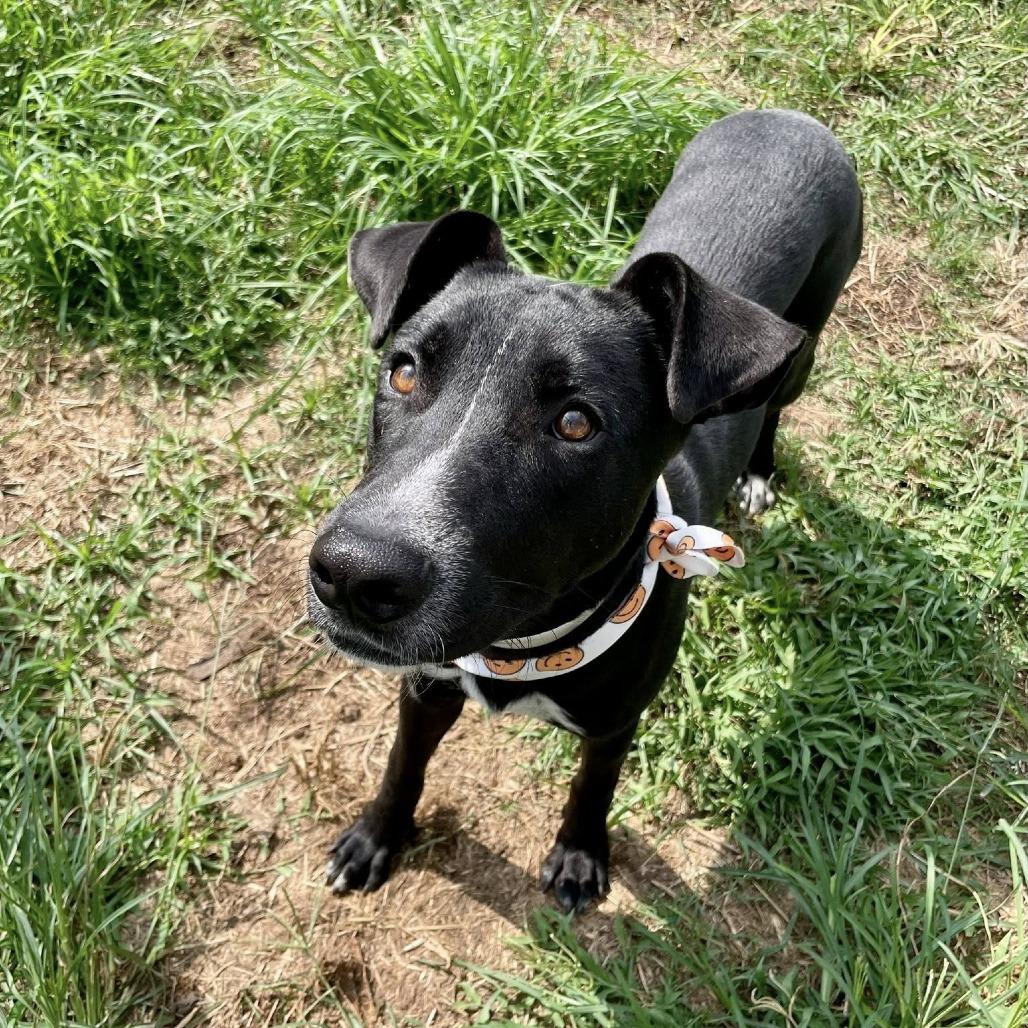 Galvin, a Adoptable Labrador Retriever in Pittsburgh, PA image 5/6