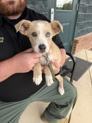 26-161 Gia, Adoptable, Puppy Female Husky & Mixed Breed.