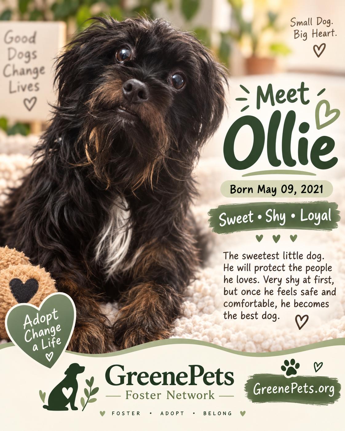 Ollie, Adoptable, Adult Male Yorkshire Terrier.
