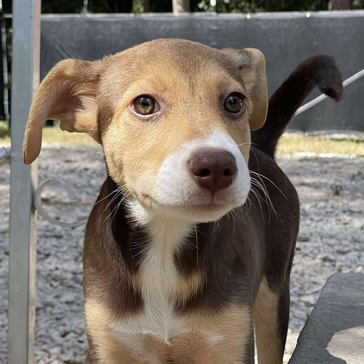 Ginny, an adoptable Mixed Breed in Sagle, ID, 83860 | Photo Image 5