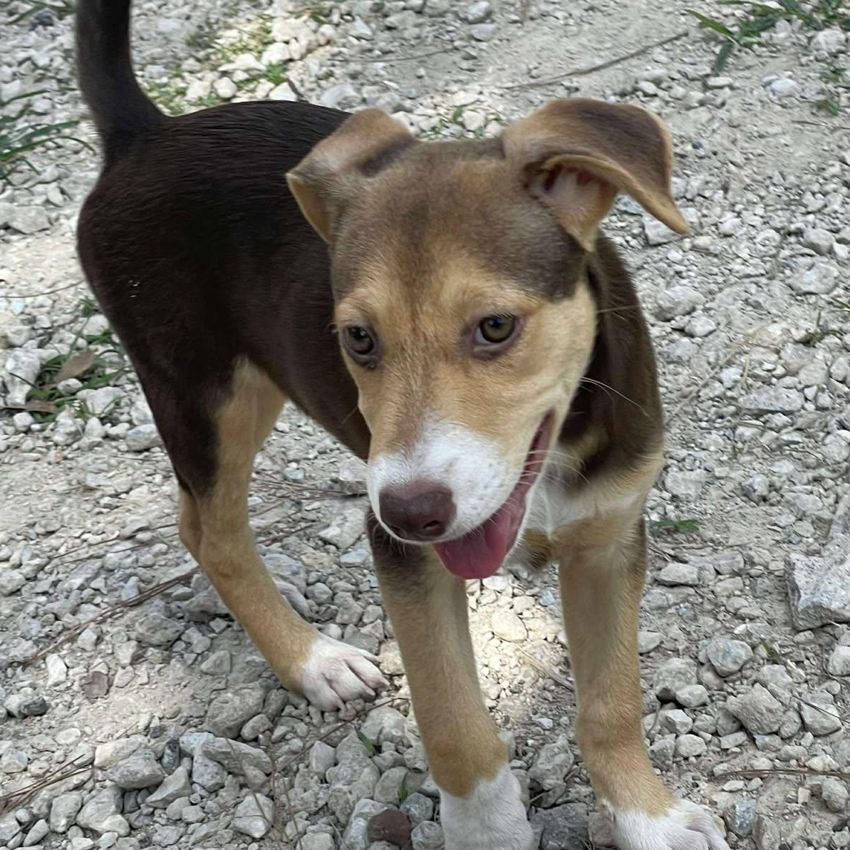 Ginny, an adoptable Mixed Breed in Sagle, ID, 83860 | Photo Image 4