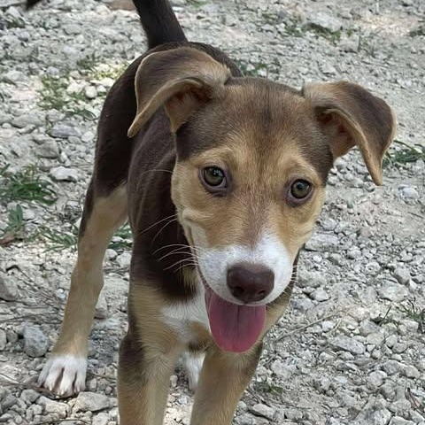 Ginny, an adoptable Mixed Breed in Sagle, ID, 83860 | Photo Image 2