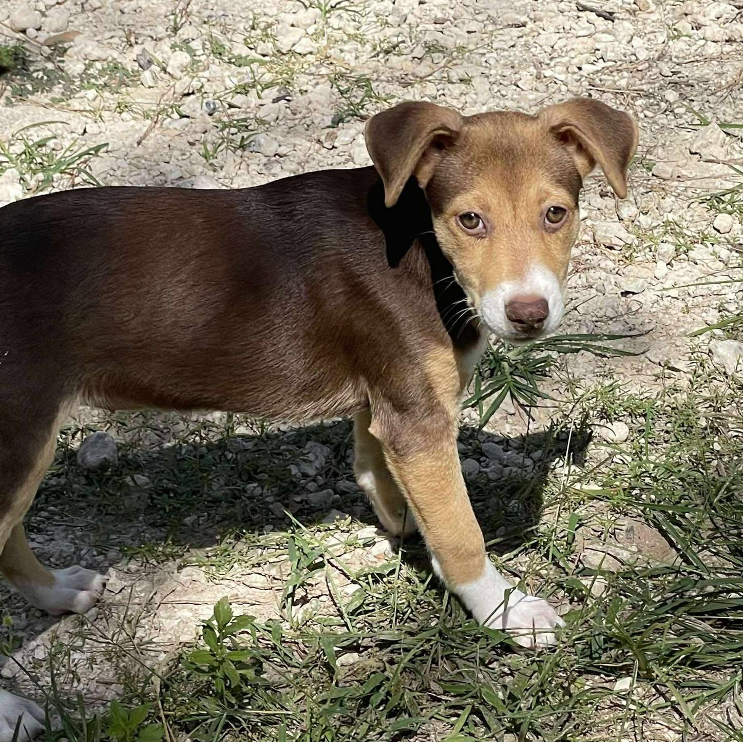 Ginny, an adoptable Mixed Breed in Sagle, ID, 83860 | Photo Image 6
