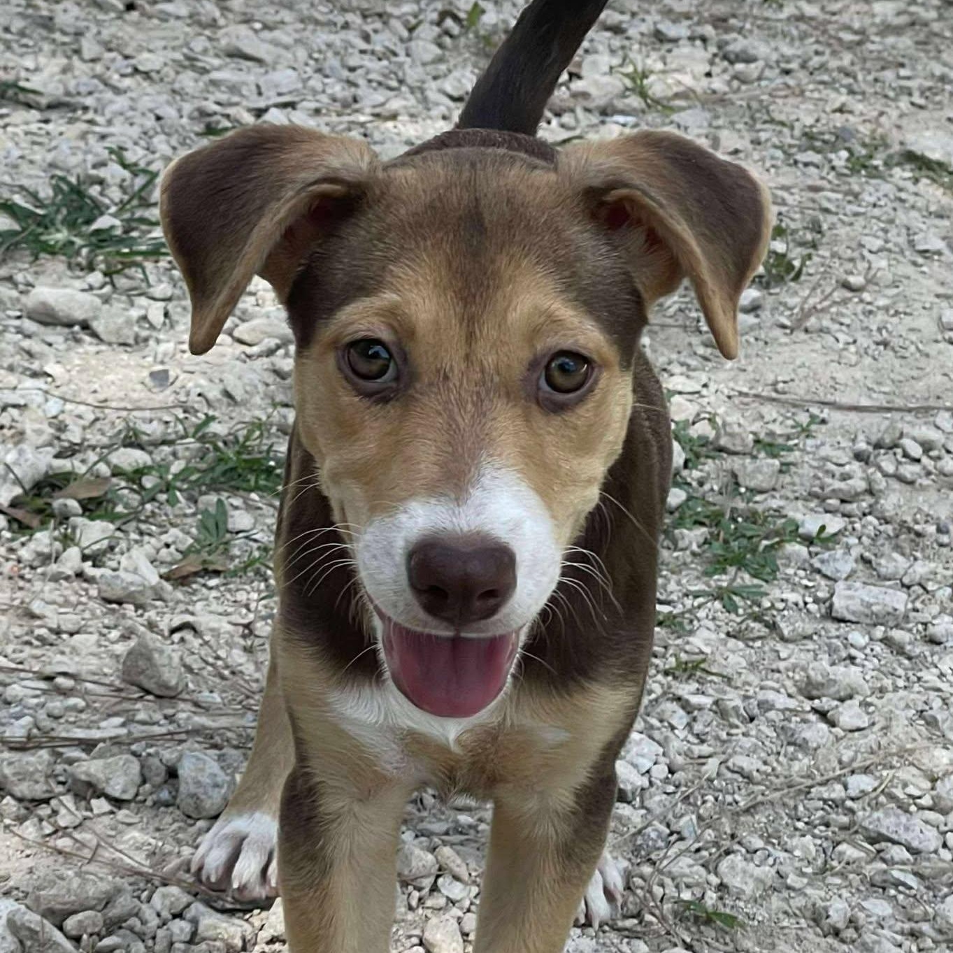 Ginny, an adoptable Mixed Breed in Sagle, ID, 83860 | Photo Image 3