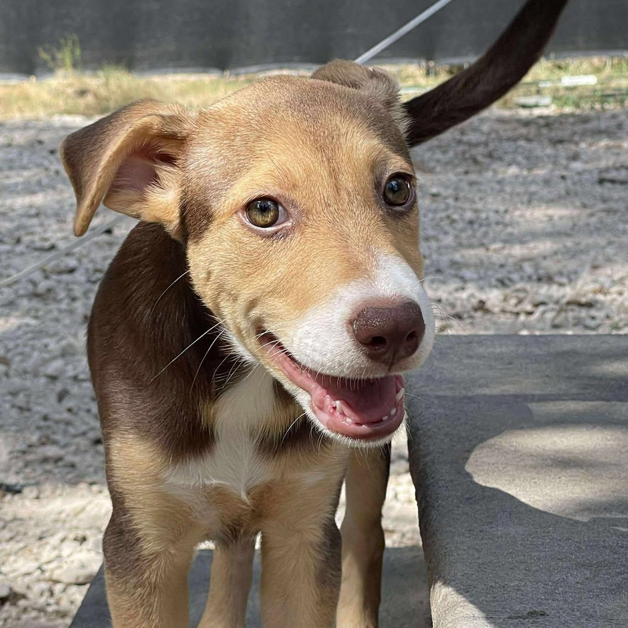 Ginny, an adoptable Mixed Breed in Sagle, ID, 83860 | Photo Image 1
