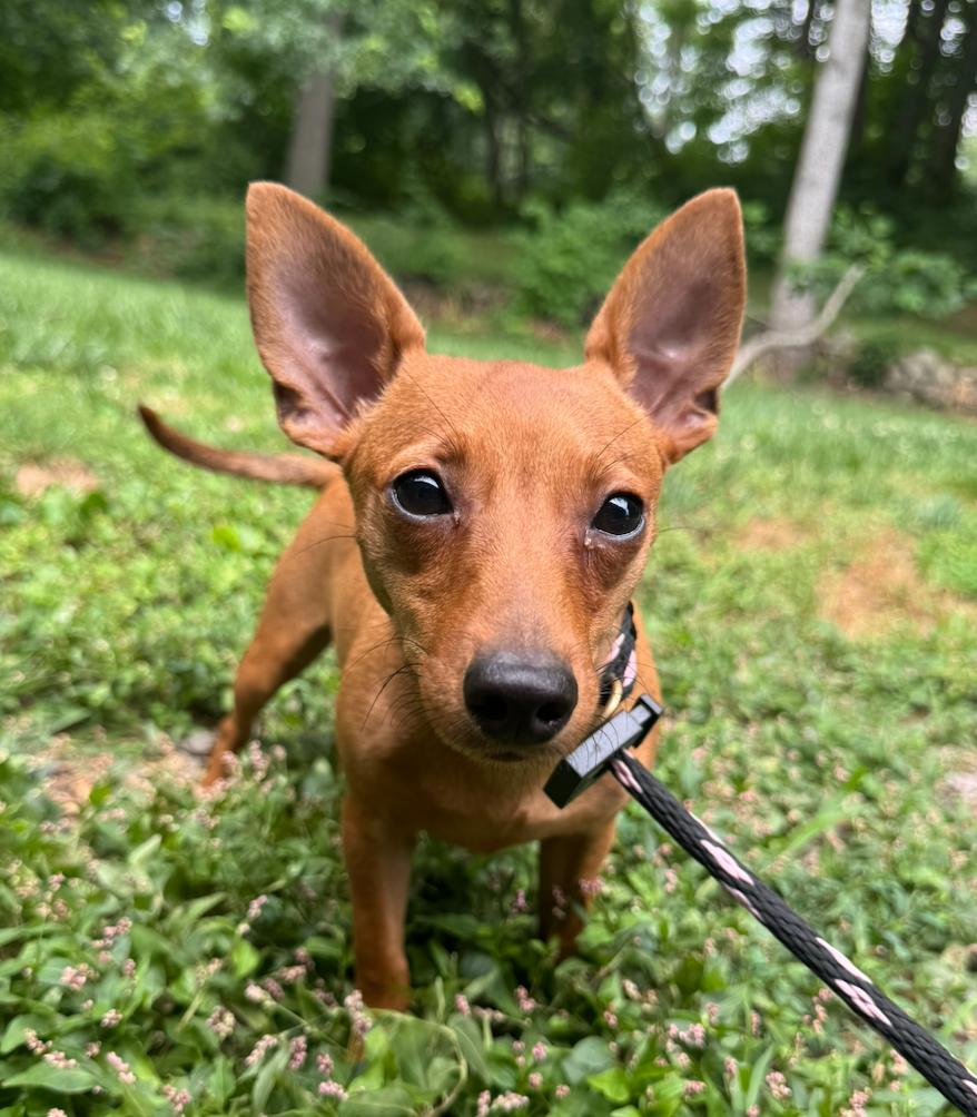 Linda, Adoptable, Young Female Terrier & Mixed Breed.