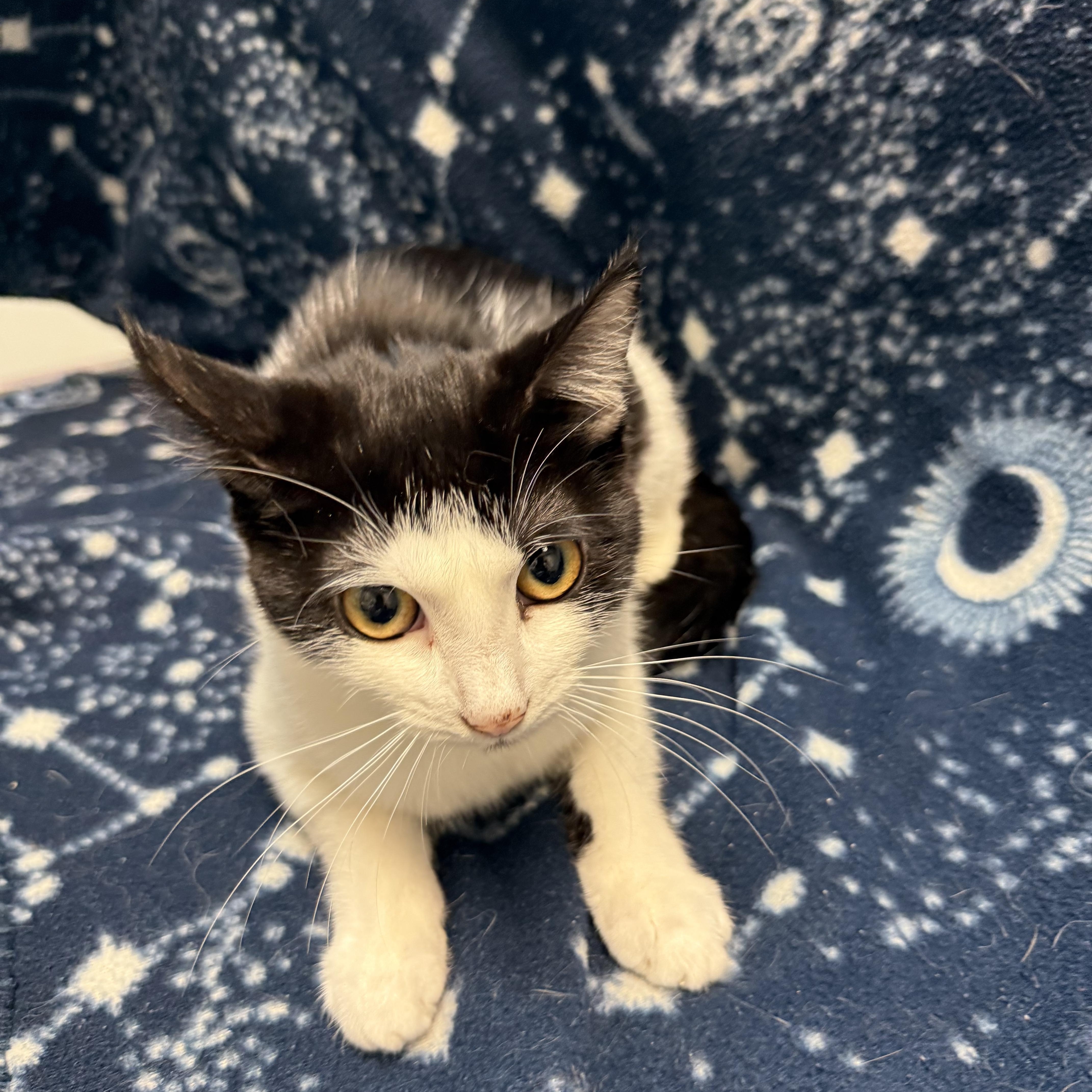 Ike, Adopted, Kitten Female Domestic Short Hair.