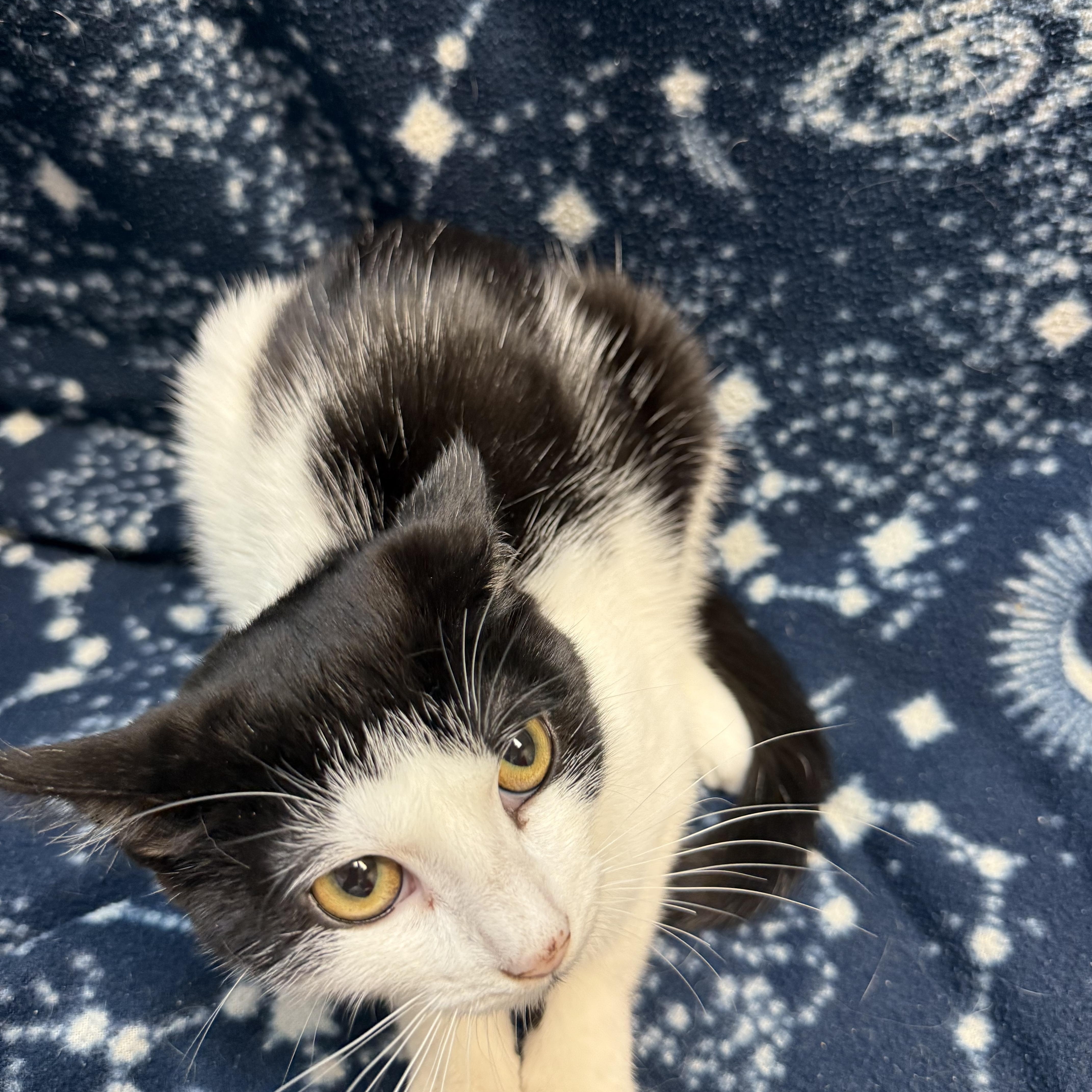 Enlarge Ike, a Adopted Domestic Short Hair in Columbus, OH image 3/3