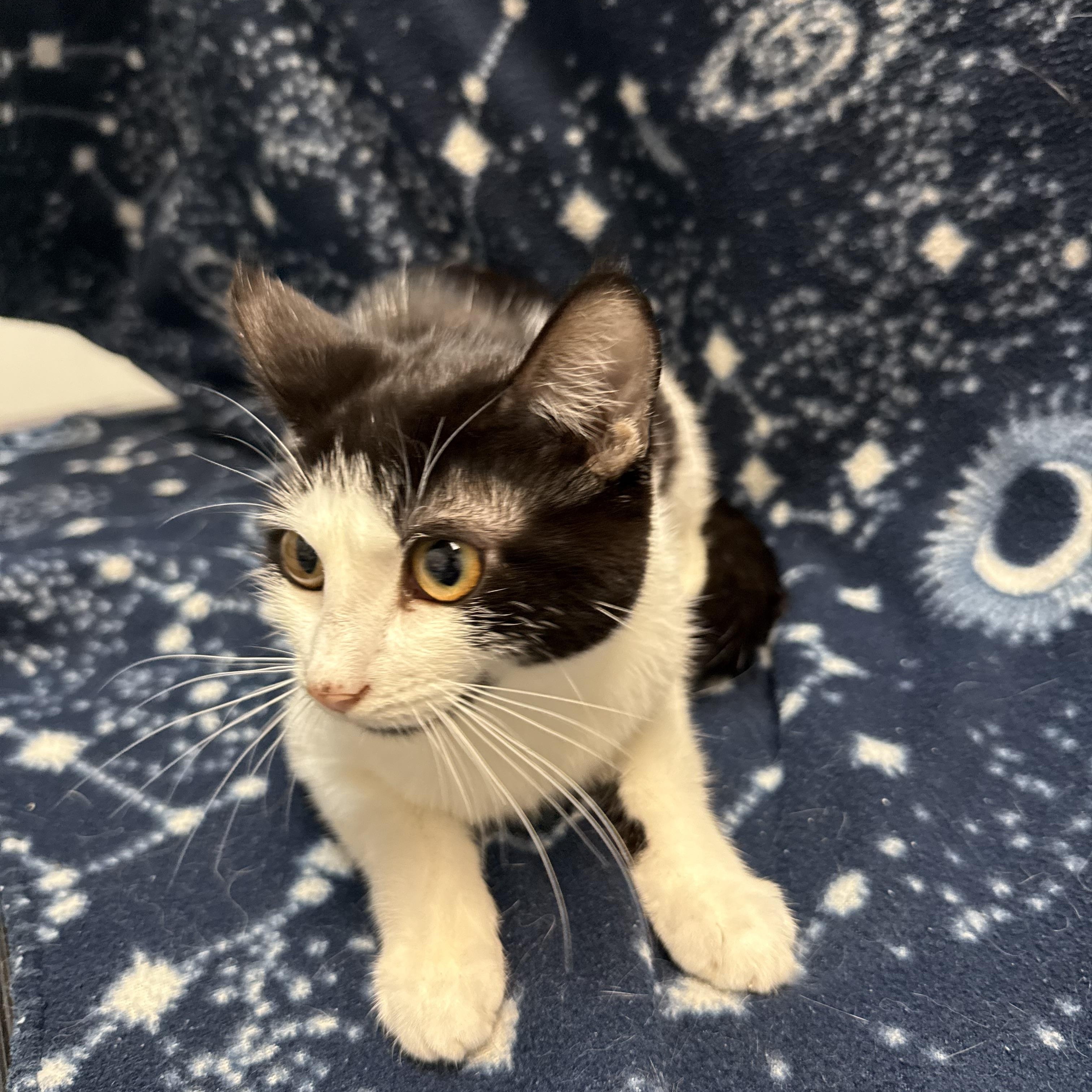 Enlarge Ike, a Adopted Domestic Short Hair in Columbus, OH image 2/3