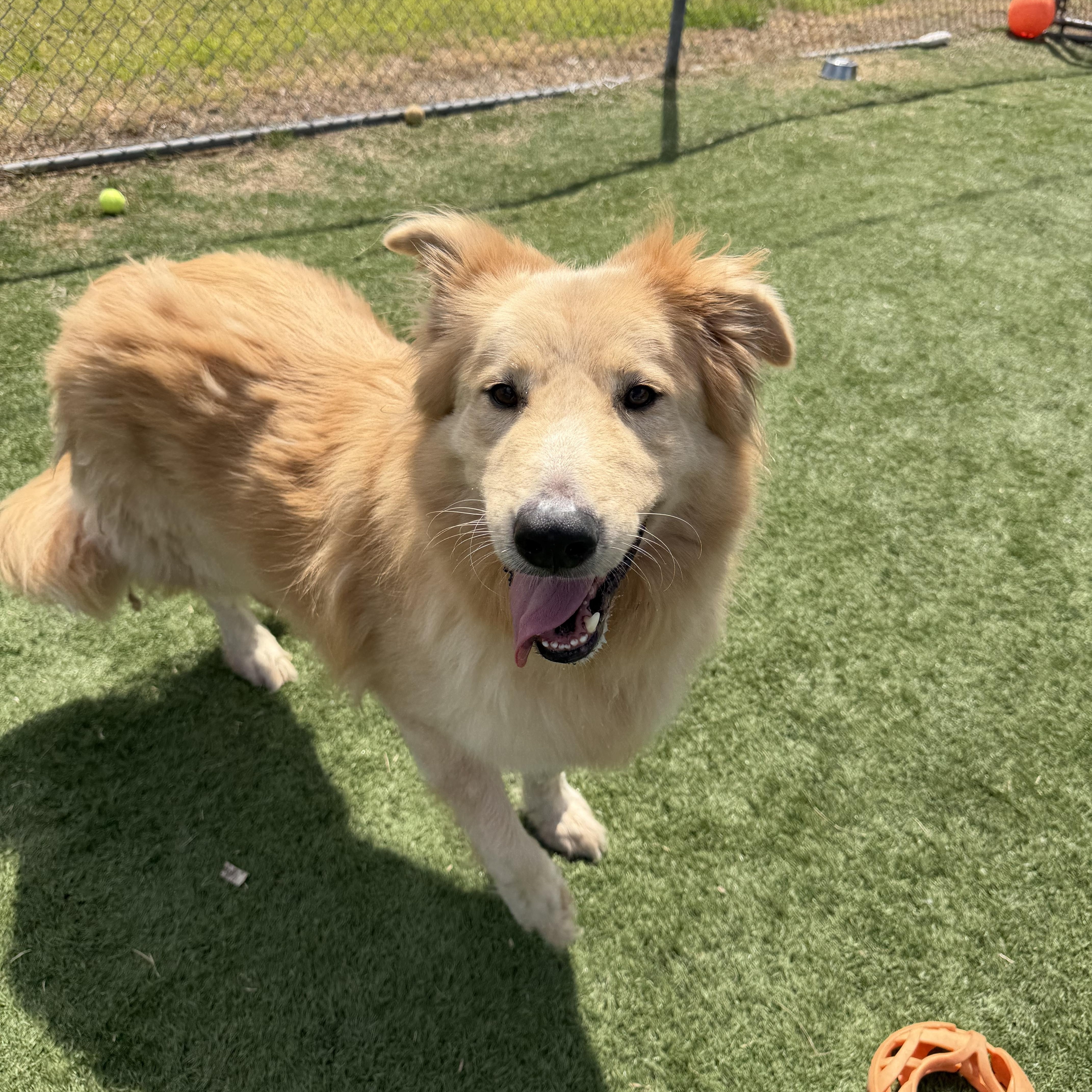 Toot, ADOPTABLE, Adult Male Golden Retriever & Shepherd.