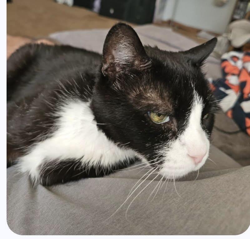 Nikki & Tido, Adoptable, Senior Male Domestic Short Hair.