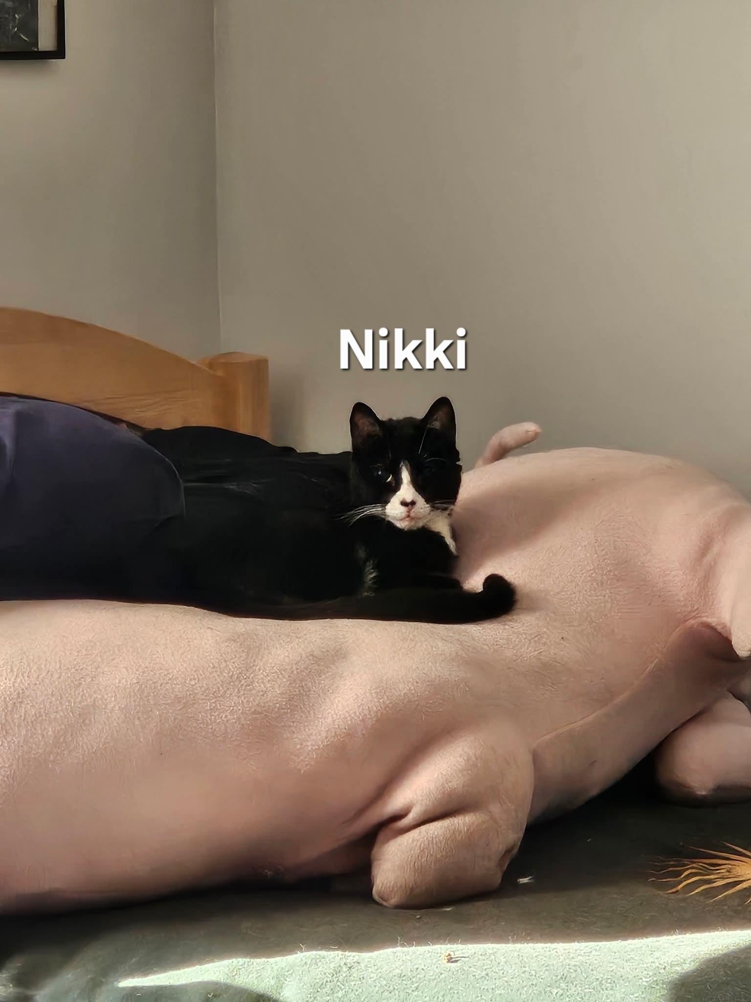 Nikki & Tido, a Adoptable Domestic Short Hair in Chicopee, MA image 2/6