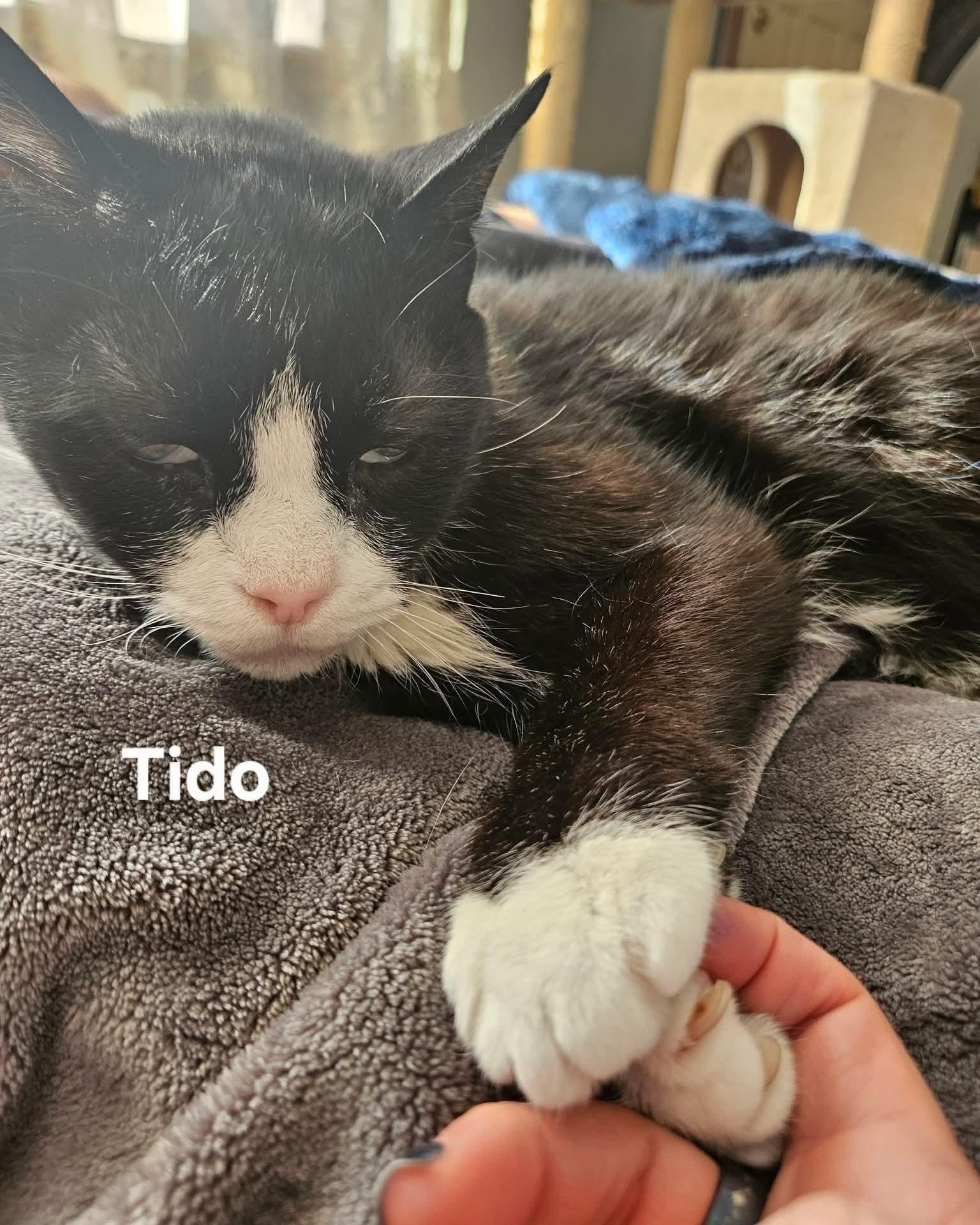 Enlarge Nikki & Tido, a Adoptable Domestic Short Hair in Chicopee, MA image 2/3