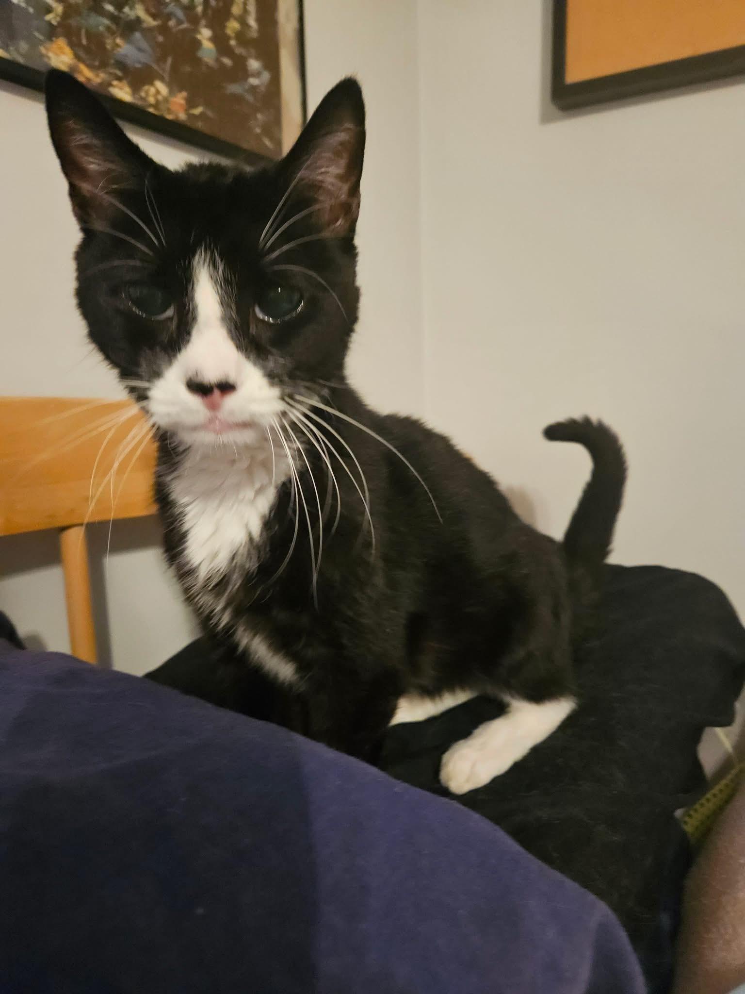 Nikki & Tido, a Adoptable Domestic Short Hair in Chicopee, MA image 3/6