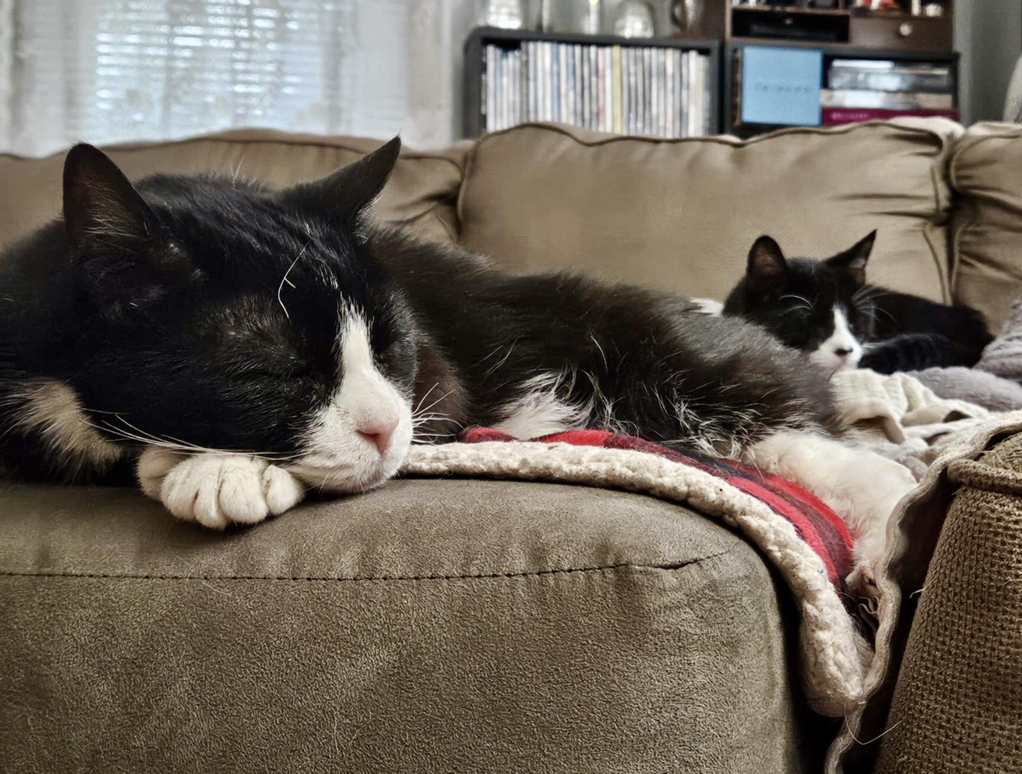 Nikki & Tido, a Adoptable Domestic Short Hair in Chicopee, MA image 4/6