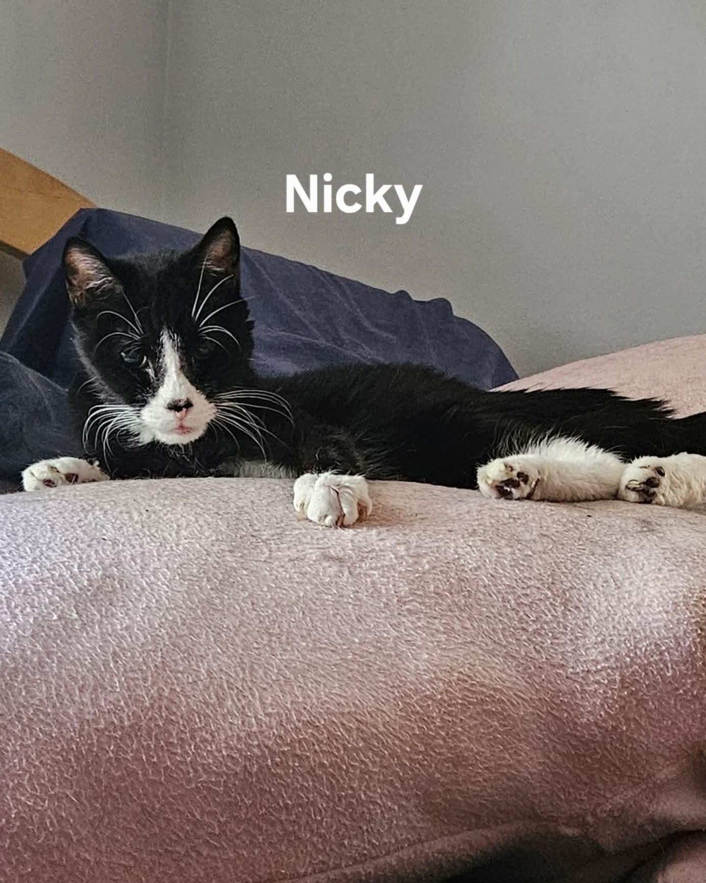 Enlarge Nikki & Tido, a Adoptable Domestic Short Hair in Chicopee, MA image 3/3