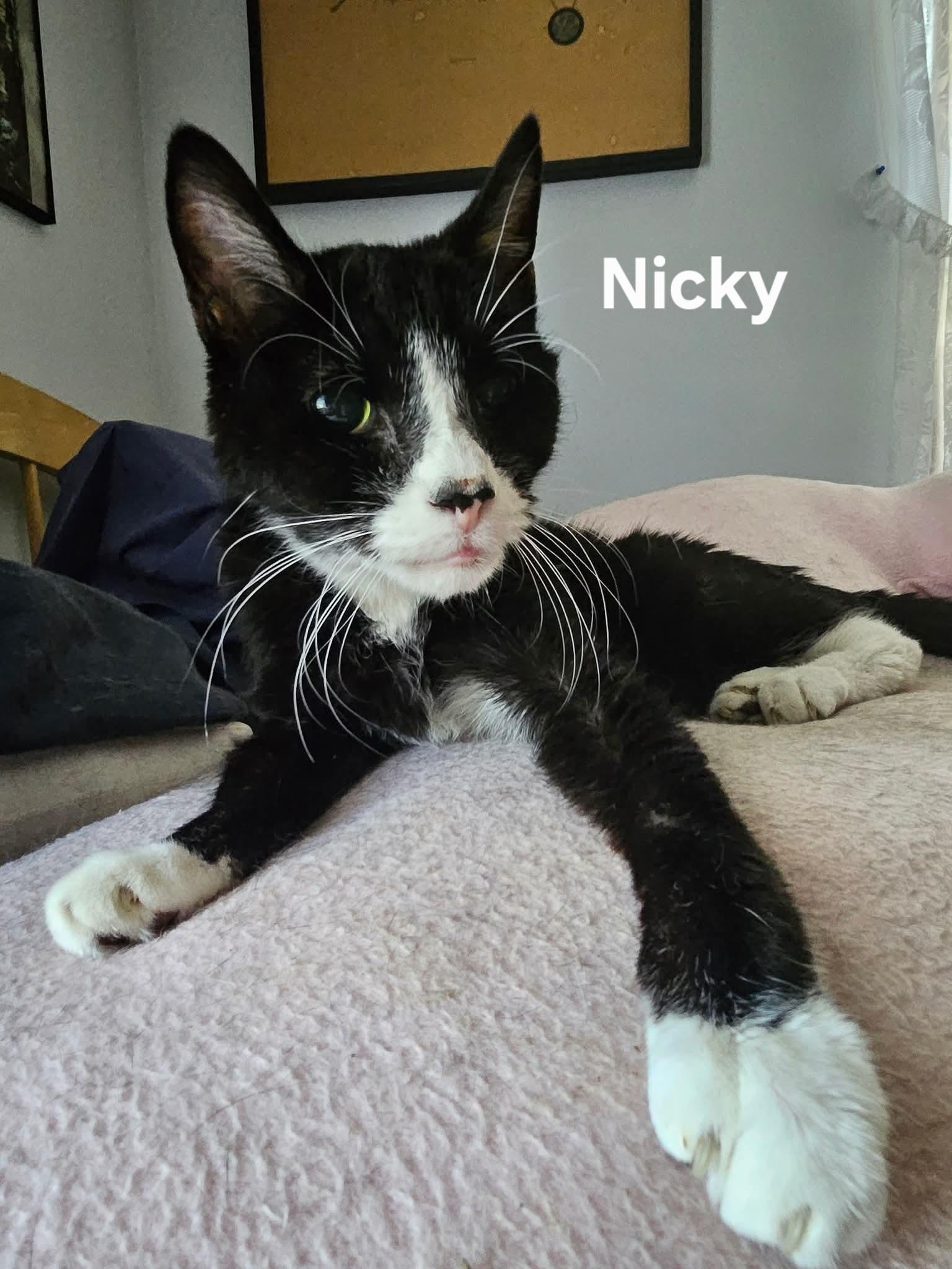 Nikki & Tido, a Adoptable Domestic Short Hair in Chicopee, MA image 5/5