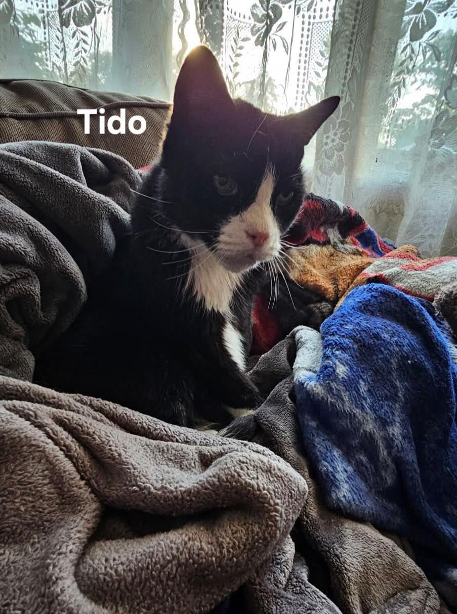 Nikki & Tido, a Adoptable Domestic Short Hair in Chicopee, MA image 4/5