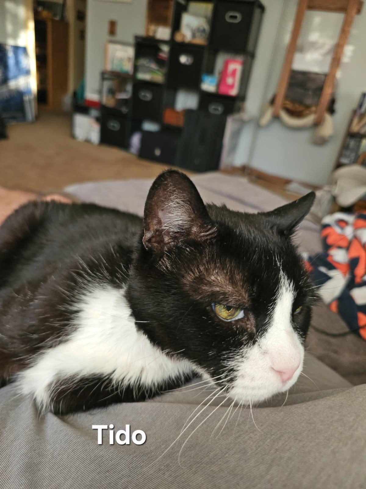 Enlarge Nikki & Tido, a Adoptable Domestic Short Hair in Chicopee, MA image 3/3