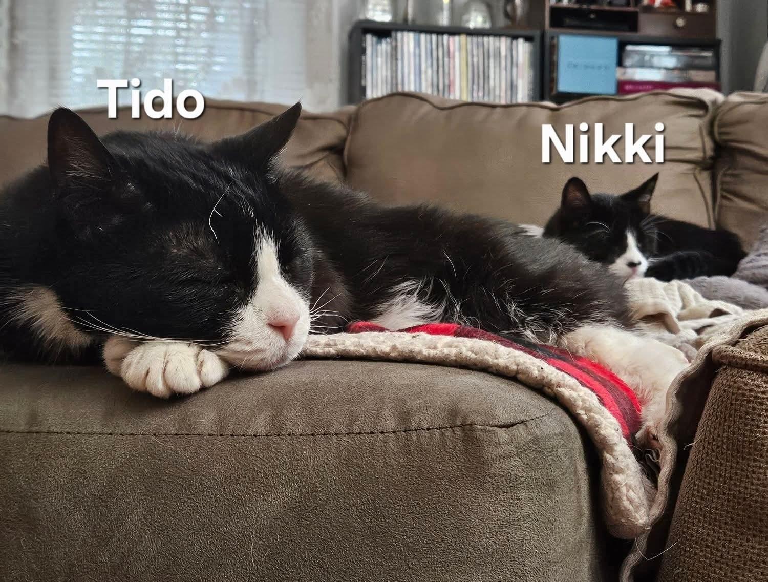 Nikki & Tido, Adoptable, Senior Male Domestic Short Hair.