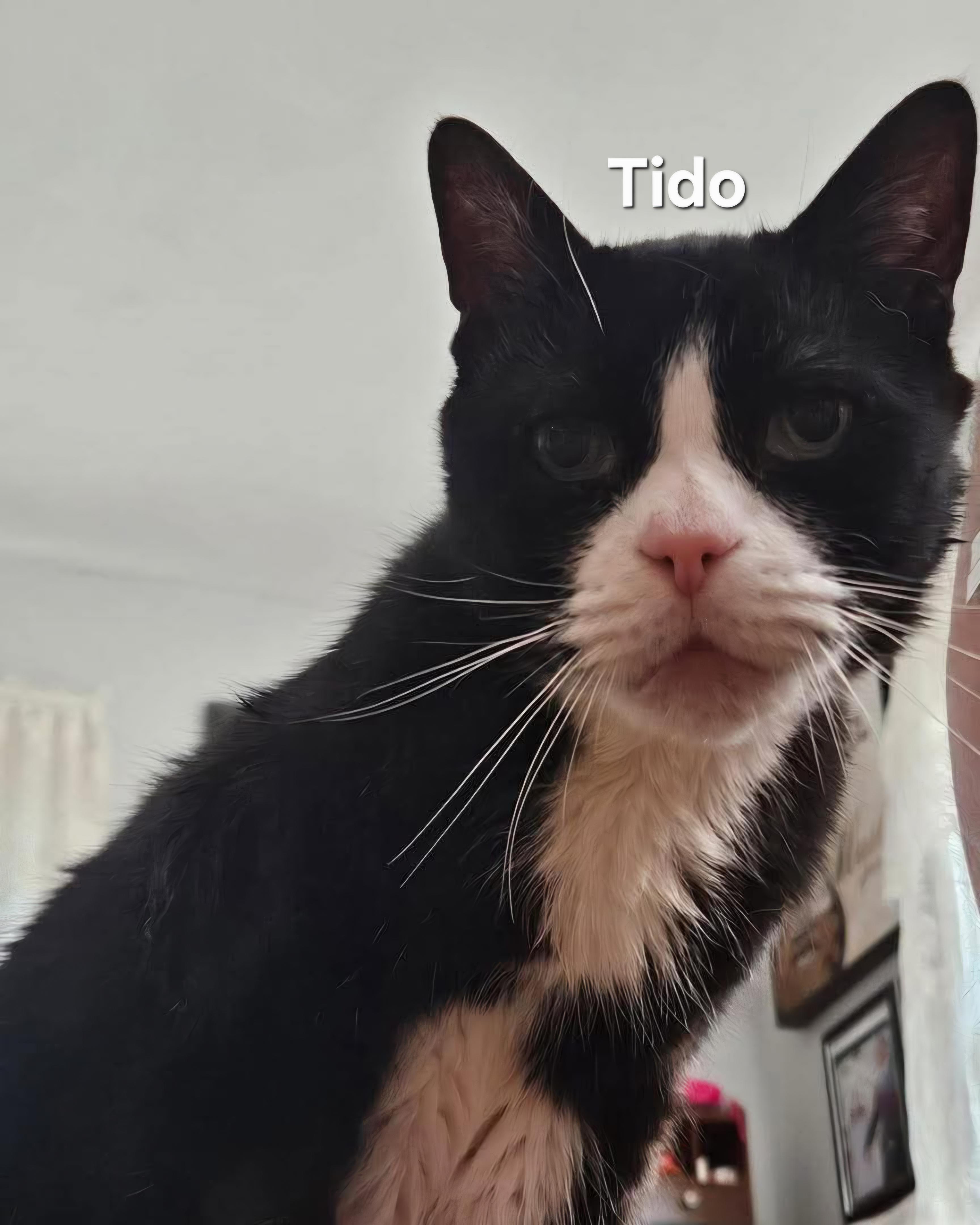 Nikki & Tido, a Adoptable Domestic Short Hair in Chicopee, MA image 5/6