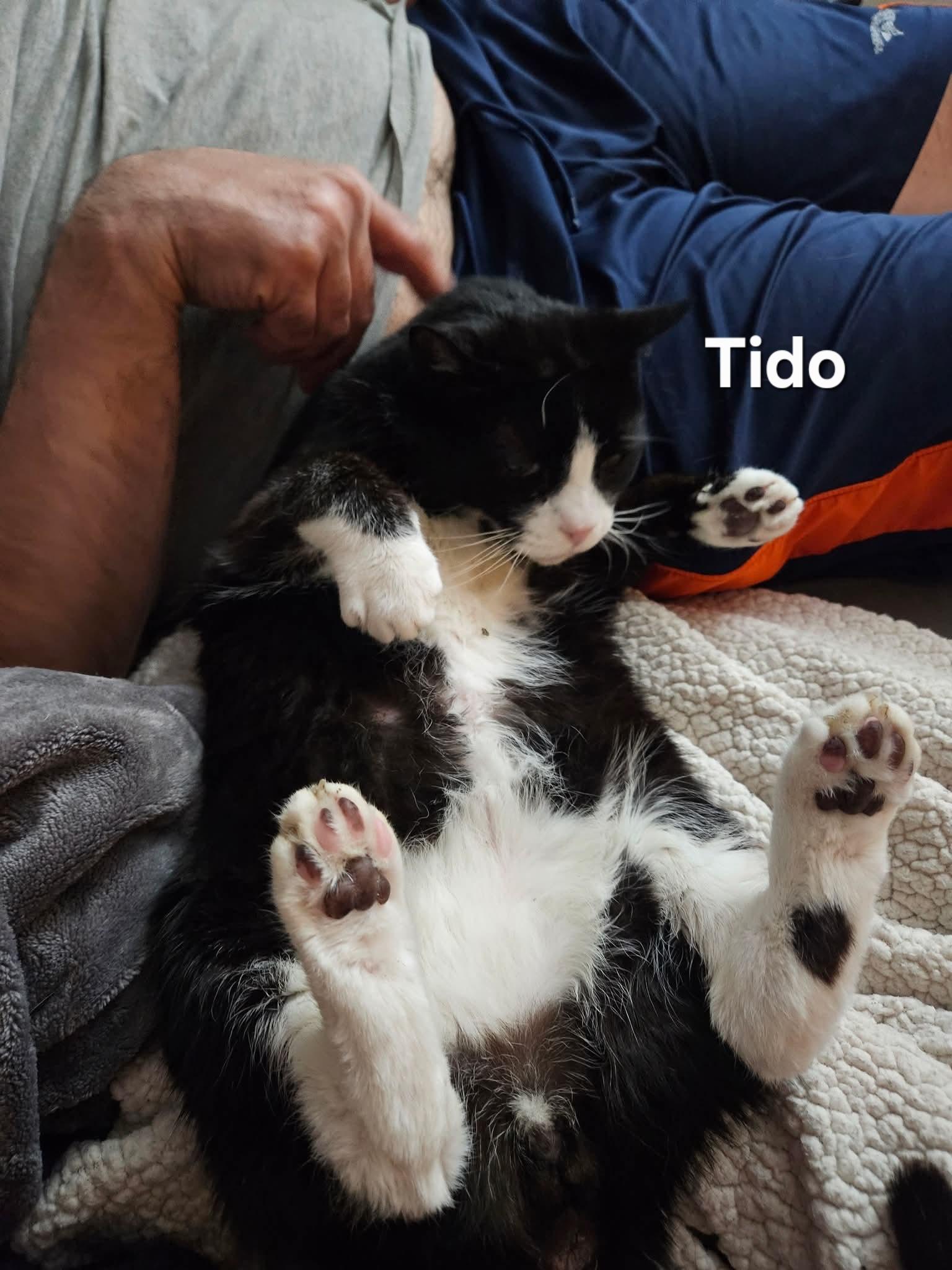 Enlarge Nikki & Tido, a Adoptable Domestic Short Hair in Chicopee, MA image 5/5