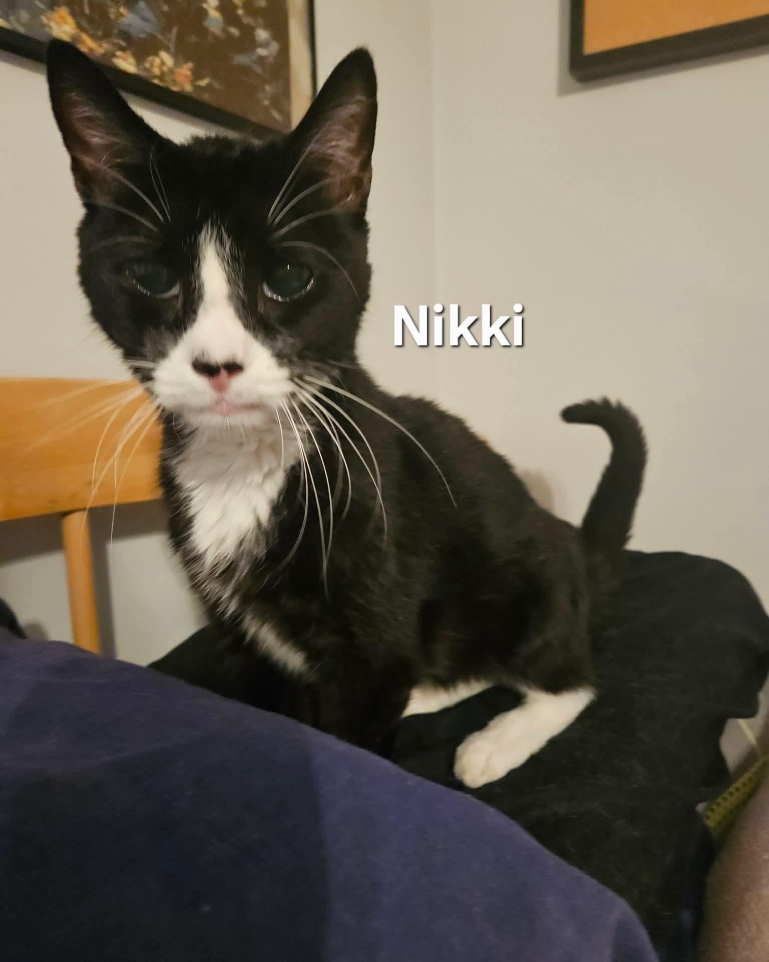 Enlarge Nikki & Tido, a Adoptable Domestic Short Hair in Chicopee, MA image 2/3