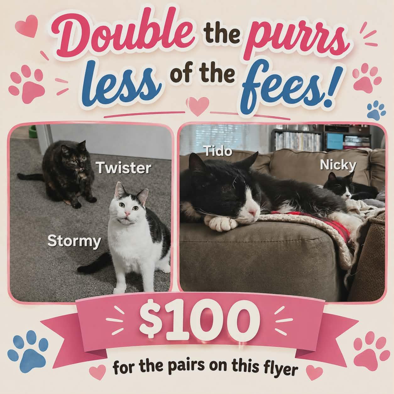 Nikki & Tido, a Adoptable Domestic Short Hair in Chicopee, MA image 1/5