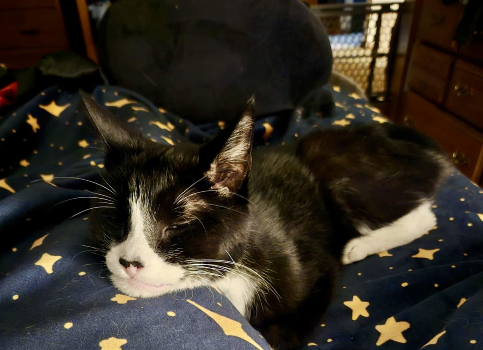 Nikki & Tido, a Adoptable Domestic Short Hair in Chicopee, MA image 6/6