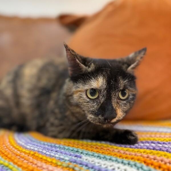 Duchess Gentle Sweets