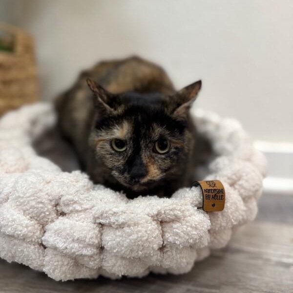 Duchess Gentle Sweets — thumbnail 3