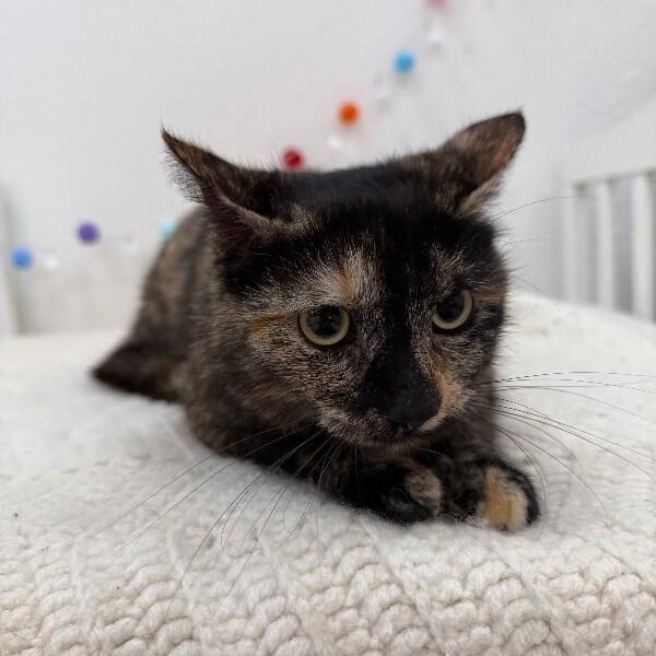 Duchess Gentle Sweets — thumbnail 5