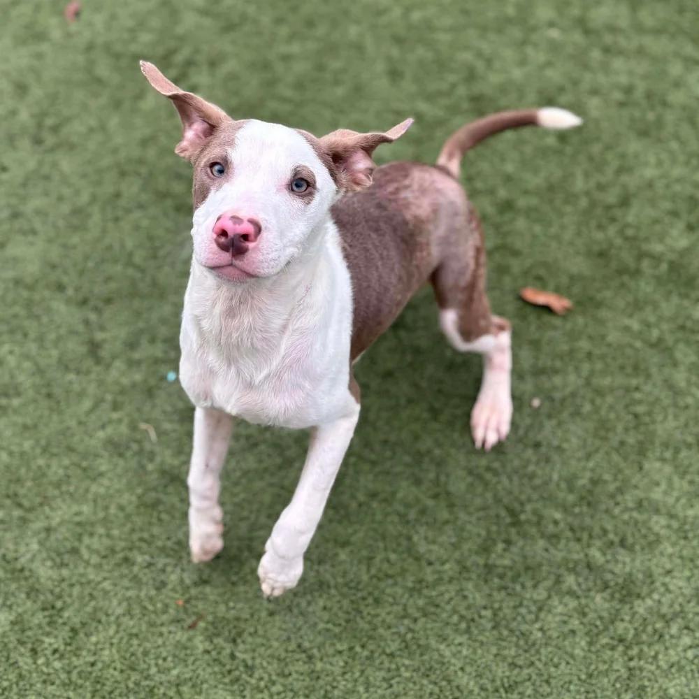 Enlarge Meso, an adopted mixed breed in Godfrey, IL image 3/5