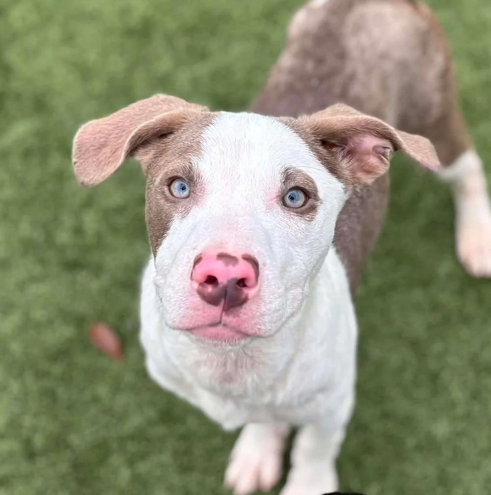 Meso, adopted, Young Male Pit Bull Terrier.